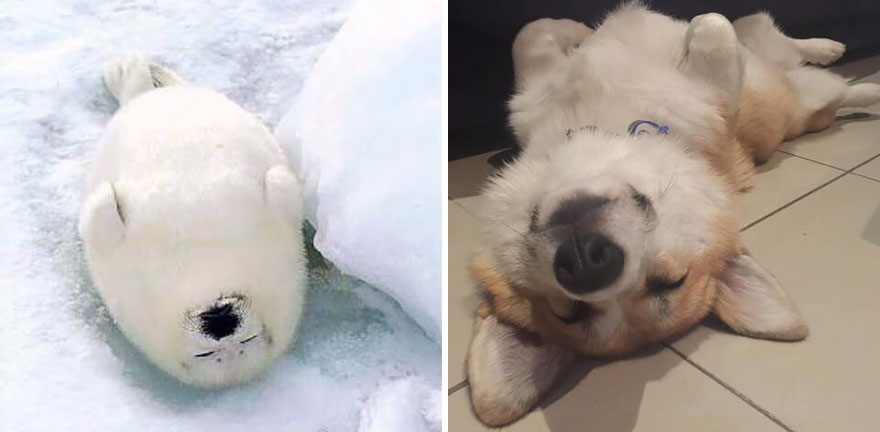seals-look-like-dogs-13