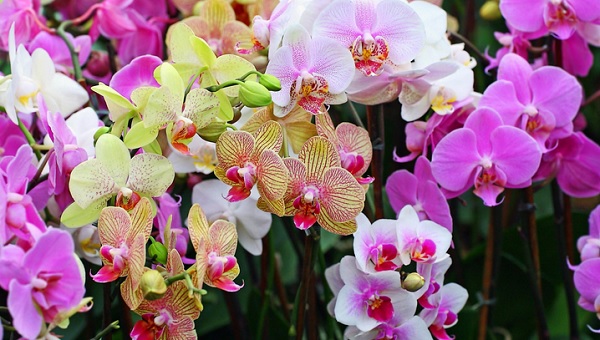 A személyiségünk kardinális irányvonalát mutatja meg az orchidea