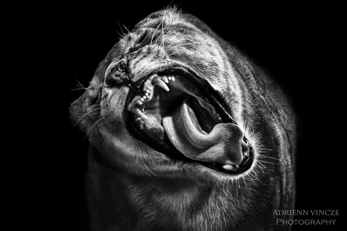 Magyar fotós oroszlánportréja kapott különdíjat egy brit fotóversenyen