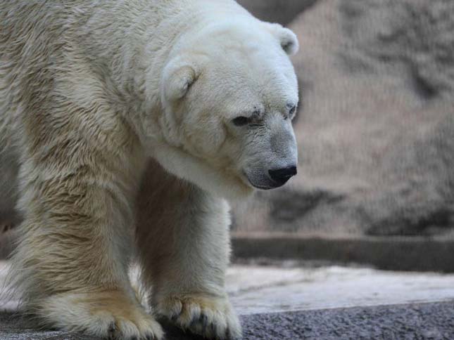 Meghalt a világ legszomorúbb jegesmedvéje - videó