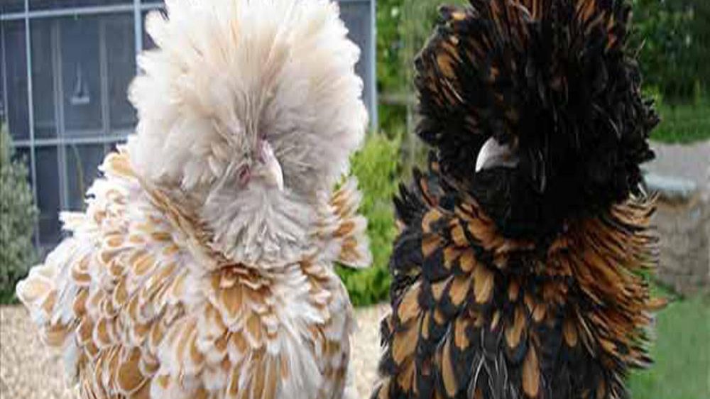 Mit szólnál, ha ilyen bozontos csirkék lennének a házi kedvenceid?