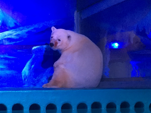 Szelfi miatt tartanak plázában egy depressziós jegesmedvét  - videó