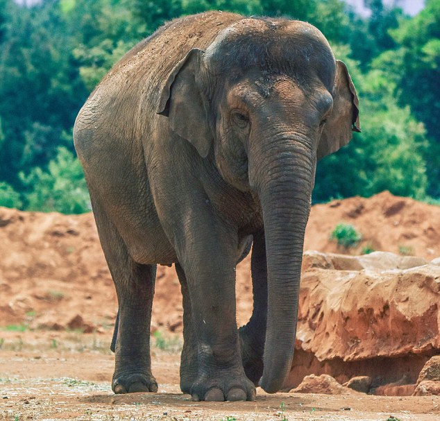 Belehalt a 7 éves kislány, akit elefánt dobott meg kővel az állatkertben 18+