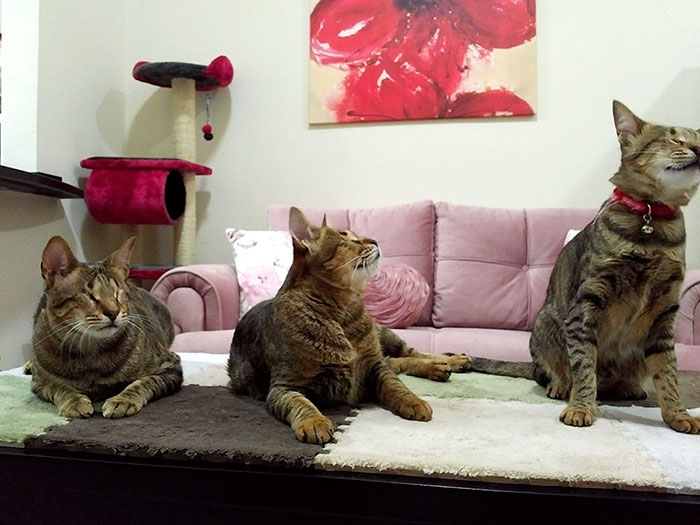 adopted-three-blind-cats-4