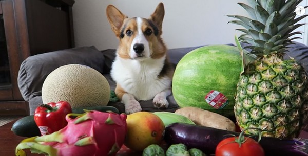 Kutyus, aki különböző zöldségeket és gyümölcsöket kóstol meg- videó