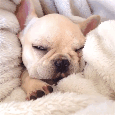 cute-bulldog-smiling-sleeping-dog-narcoleptic-frenchiebutt-millo-01