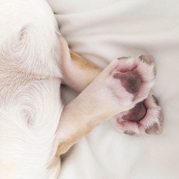 cute-bulldog-smiling-sleeping-dog-narcoleptic-frenchiebutt-millo-15
