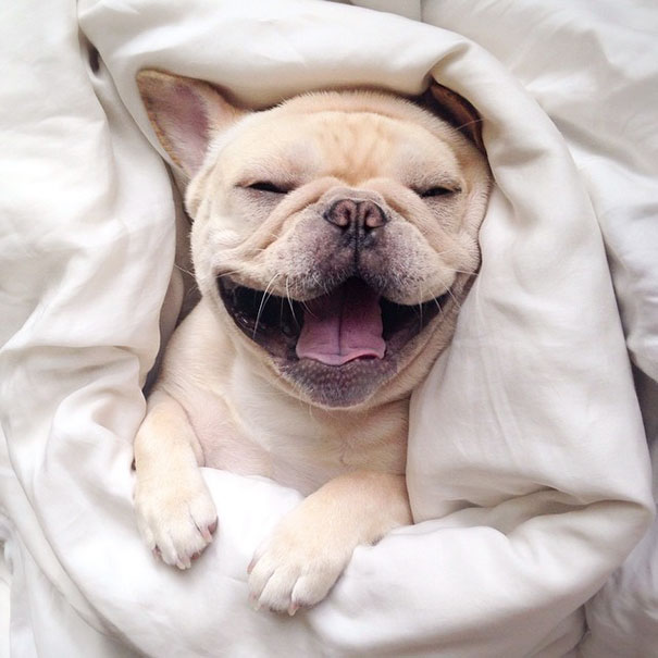 cute-bulldog-smiling-sleeping-dog-narcoleptic-frenchiebutt-millo-28