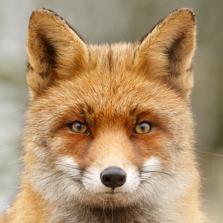 fox-faces-roeselien-raimond-red-mr-fox