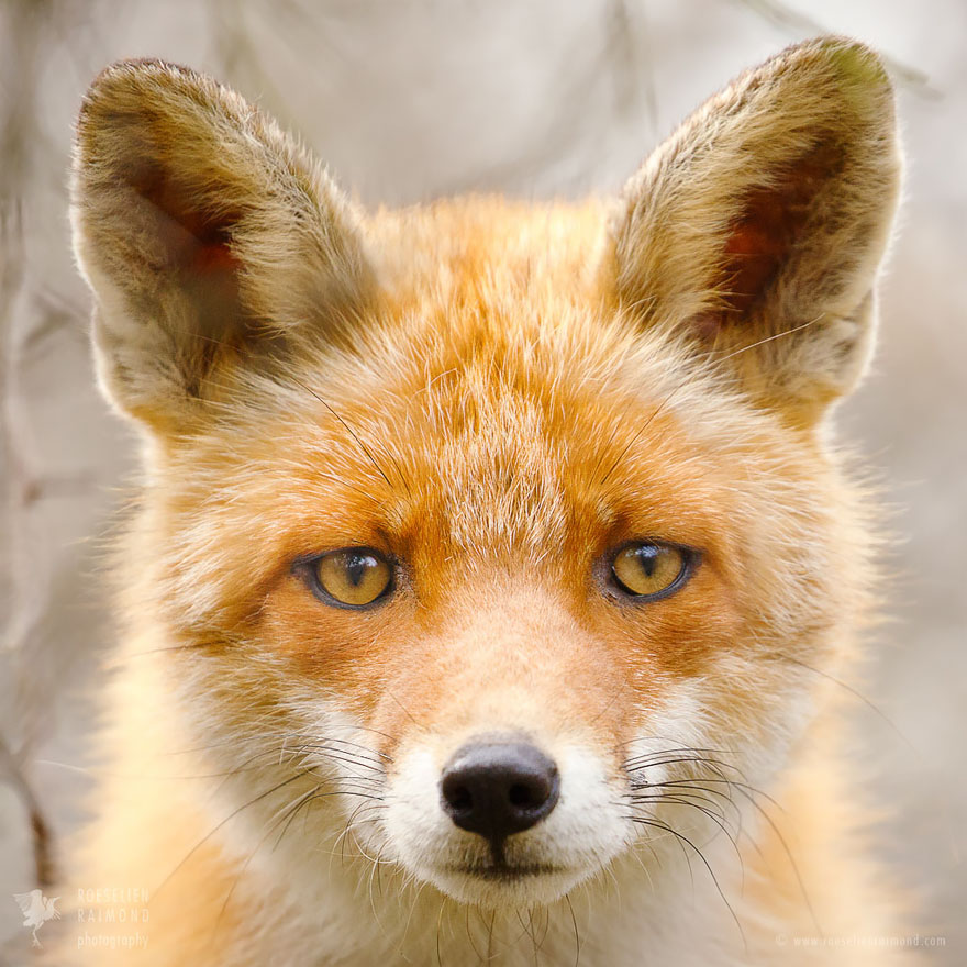 fox-faces-roeselien-raimond-red