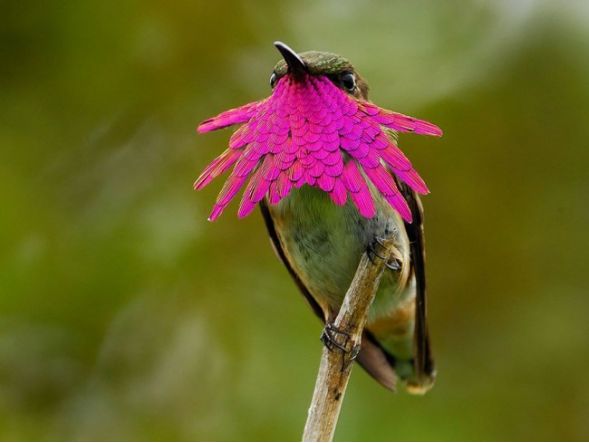 Gyönyörű fotók az égbolt sztárjairól, a kolibrikről