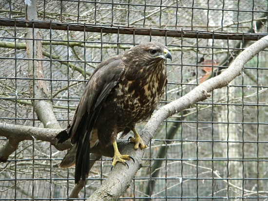 Megújult a Budakeszi Vadaspark madárrészlege