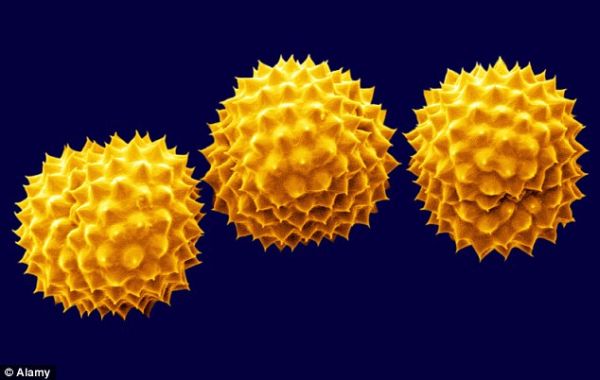 Allergológus: nőtt a parlagfű pollenkoncentrációja az utóbbi években