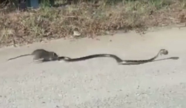 Szörnyű pillanat- így menti meg kicsinyét a patkány mama a kígyótól- videó