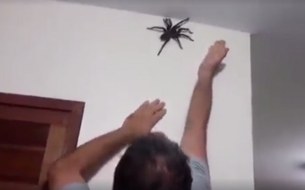 Óriás pók, aki kezesbárányként viselkedik- videó