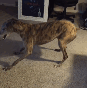 rescue-dog-loves-baby-greyhound-racing-mosley-lucas-2