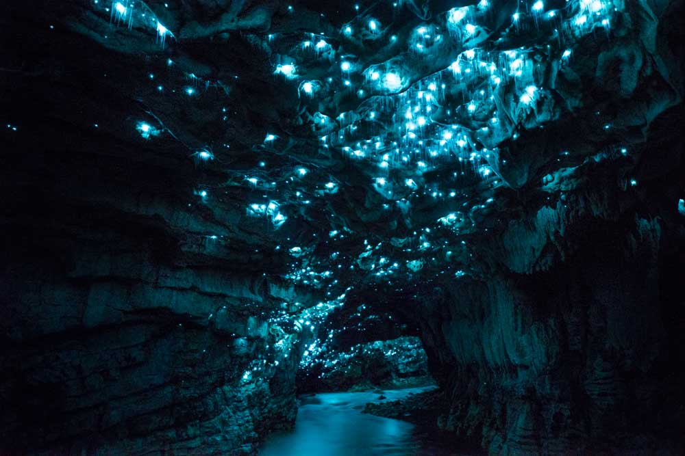 Bizarr, mégis szép - világító lénykék ragyogják be a Waitomo-barlangot