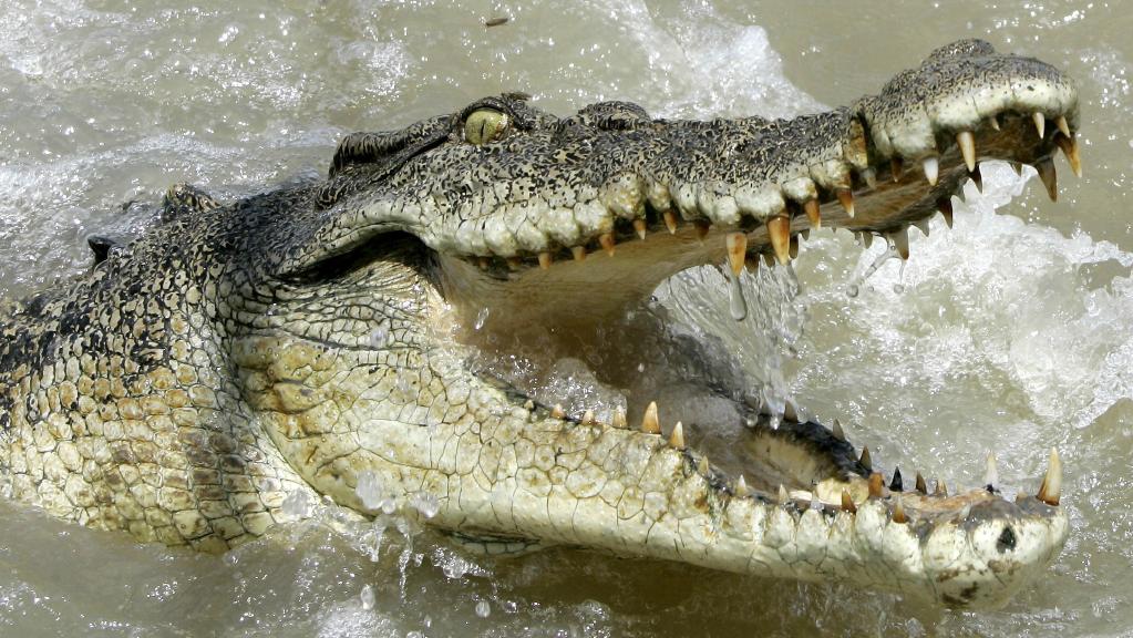 Krokodiltámadás után három nappal mentettek meg egy kajakost Ausztráliában