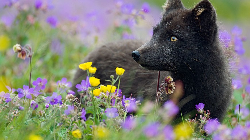 Ismerjétek meg a fekete rókát, aki hazánkban is előfordul