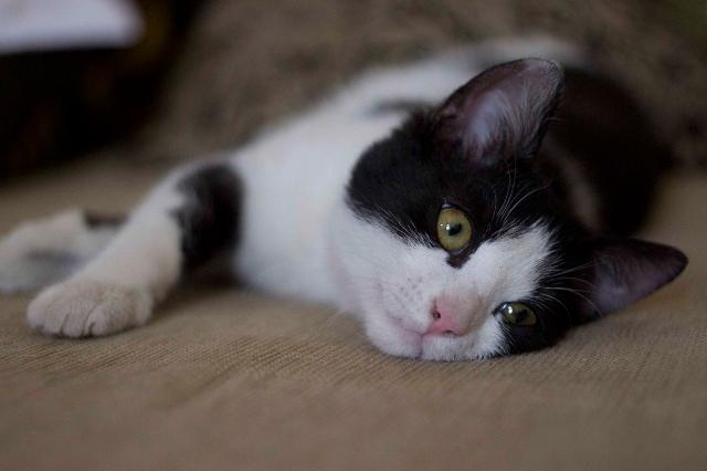 5 hónapos cicát lőttek le légpuskával Újpesten – megrázó fotók 18+