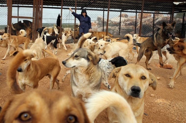 Mérgezett étellel szabadultak meg 700 kóbor kutyától Pakisztánban – fotók 18+