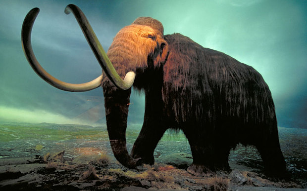 Szomjan halhatott a gyapjas mamutok egyik utolsó csoportja