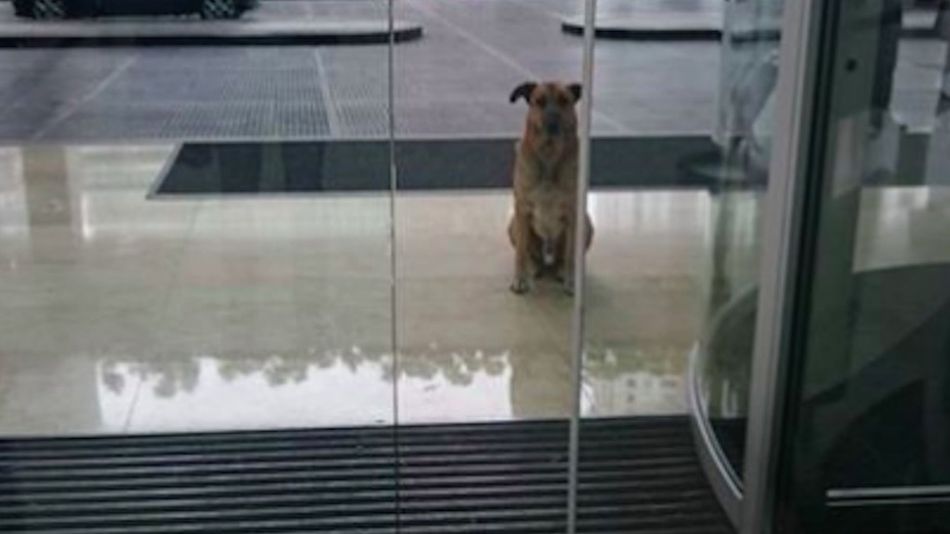 Örökbe fogadta a stewardess a kutyust, aki mindig a hotelnál várta
