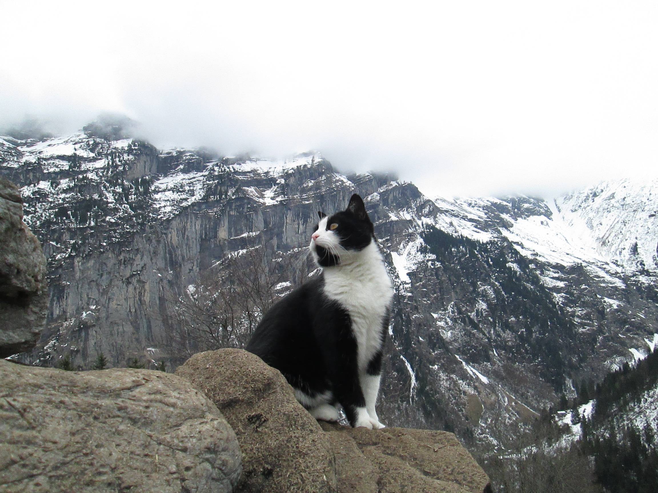 Hős cica mentette meg a svájci hegyekben eltévedt magyar turistát - videó