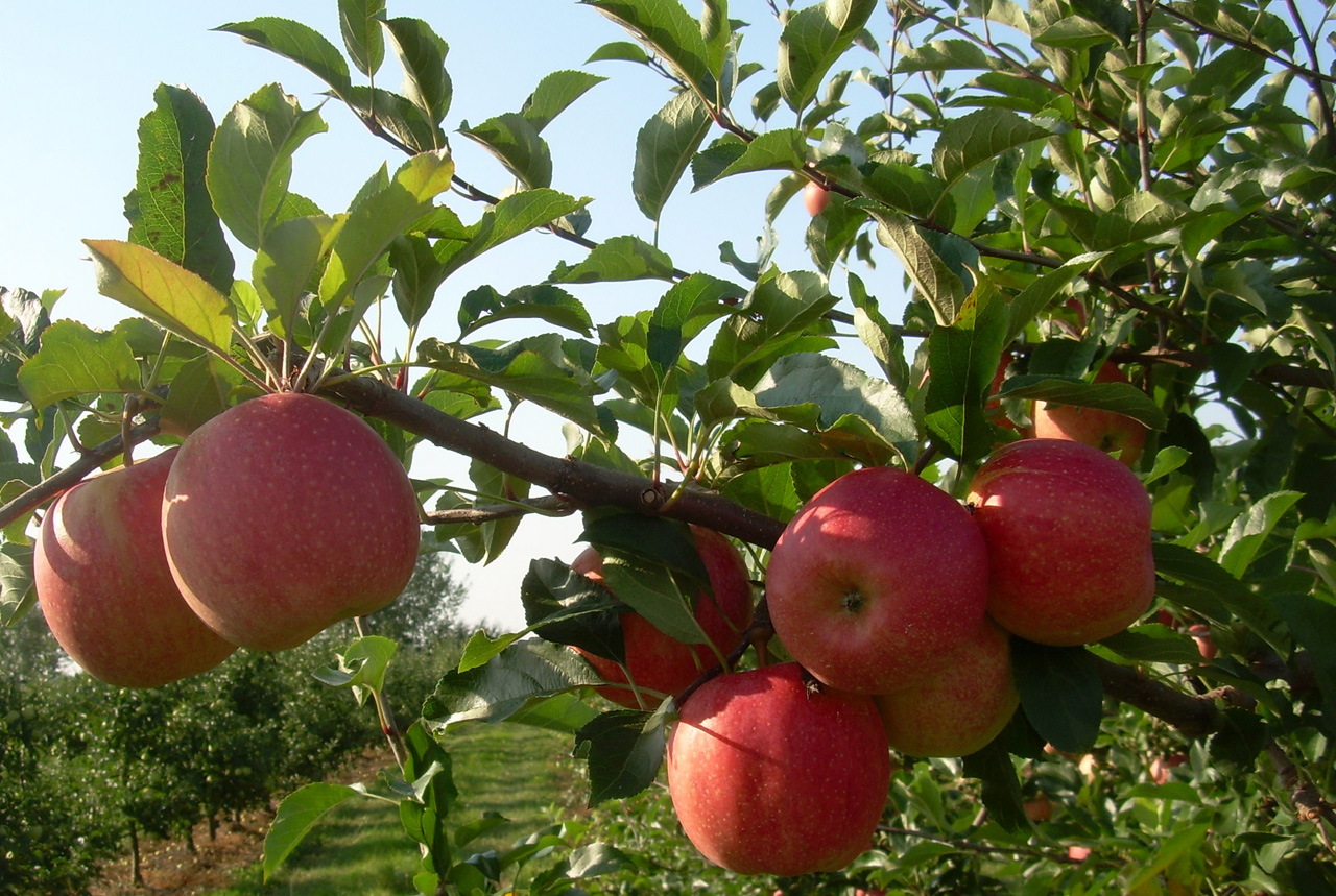 Alacsony felvásárlási árral indult az ipari alma feldolgozása Szabolcsban