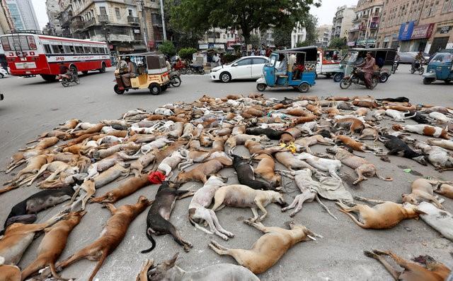 The carcasses of dead dogs are collected after they were culled using poison by the municipality in Karachi, Pakistan, August 4, 2016. REUTERS/Akhtar Soomro