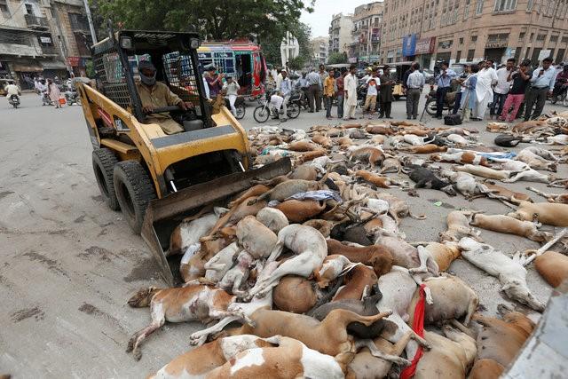 A municipal worker uses a loader to remove the bodies of stray dogs after they were culled using poison by the municipality in Karachi, Pakistan, August 4, 2016. REUTERS/Akhtar Soomro