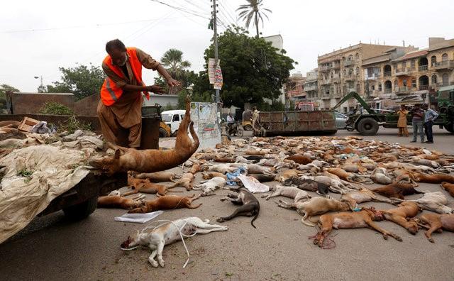 A municipal worker unloads the bodies of stray dogs from a garbage truck after they were culled using poison by the municipality in Karachi, Pakistan, August 4, 2016. REUTERS/Akhtar Soomro