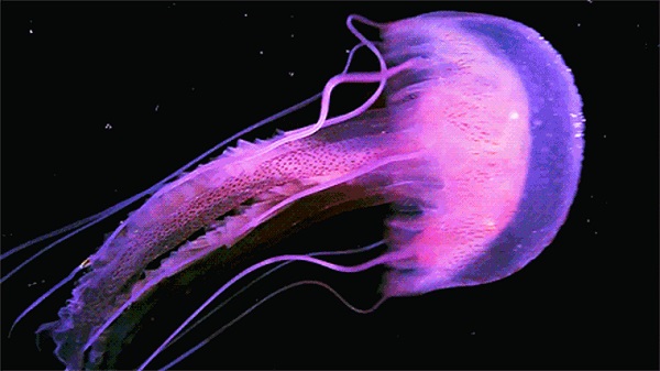 A telihold és a meleg tengervíz vonzza tömegével a medúzákat az izraeli partokhoz