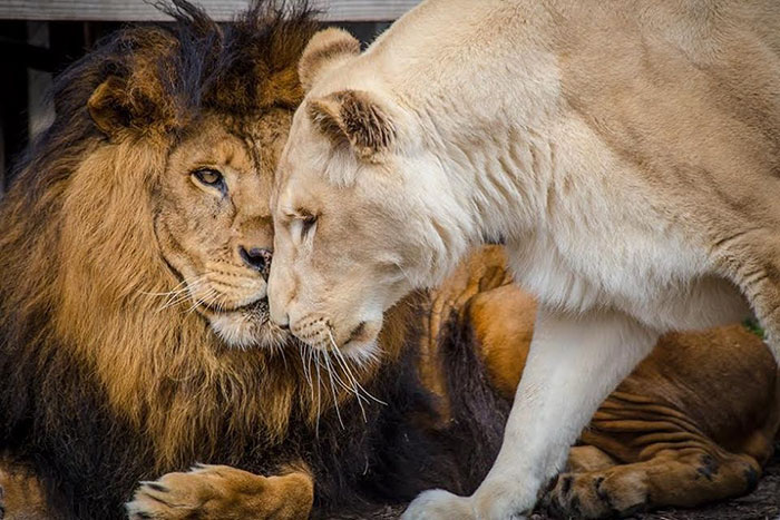 Haldokló oroszlán életét a szerelem mentette meg – megható fotók