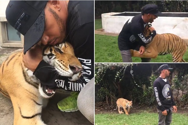 Hamilton tigrisölelgetéssel dühítette fel a PETA igazgatóját