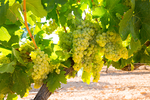 HNT: a szeszélyes időjárás csökkentheti az idei borszőlő termést