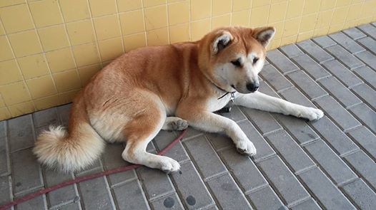 Hat napig várt gazdájára a kórház előtt a hűséges akita kutya – videó