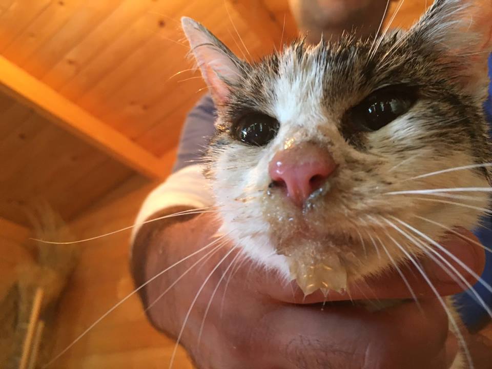 6 nappal a földrengés után mentették ki a romok alatt lévő cicát – videó