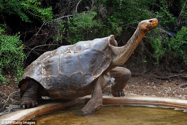 Egyedül mentette meg faját a szexmániás teknős – videó
