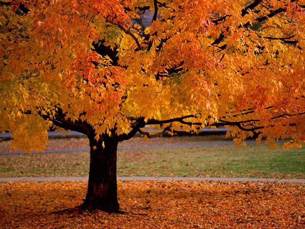 Az őszi lombkorona elárulja, hogy milyen feladat vár ránk 2016 végéig