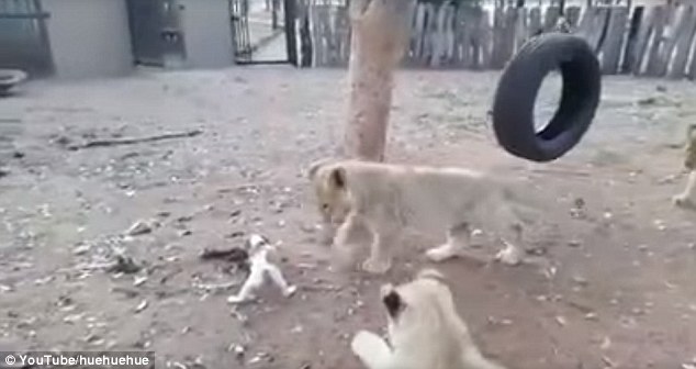 El a kezekkel a vacsorától- kiskutya, aki szembe megy az oroszlán kölykökkel- videó