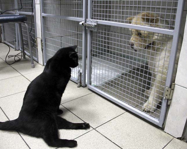 Lebénult fekete cica bátorítja az állatkórház betegeit egy orosz városban