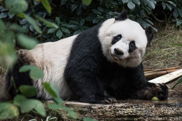 38 évesen elaltatták Jia Jiát, a világ legidősebb állatkerti pandáját