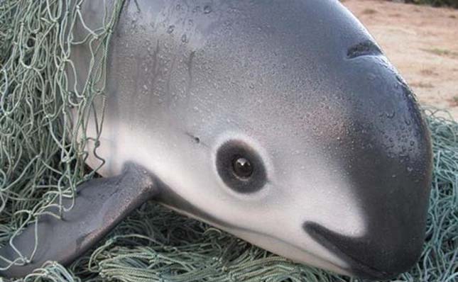 Súlyosan kihalóban vannak a kaliforniai delfinek a világban! – videó