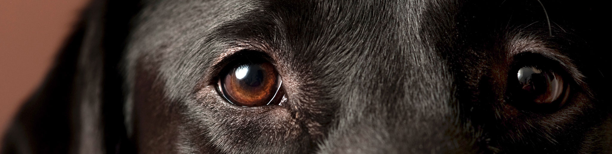Kiszúrt szemű kölyökkutyát találtak állatvédők Kiszomboron