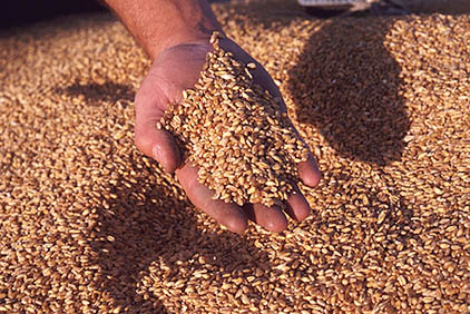 Az idén 25 százalékkal több gabonát vásárol fel az Intersnack Magyarország Kft.