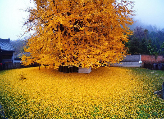 Idén is aranyban pompázik az 1400 éves Ginkgo fa