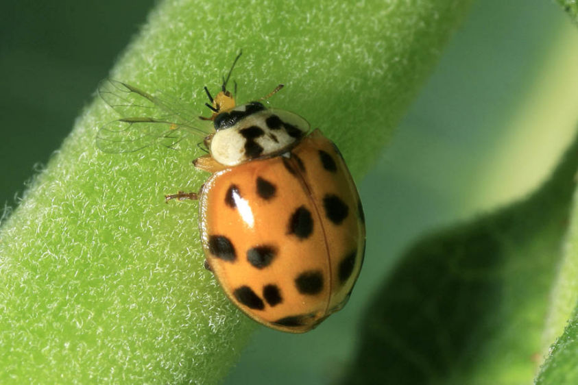Asian Ladybug - Harmonia axyridis - 007541