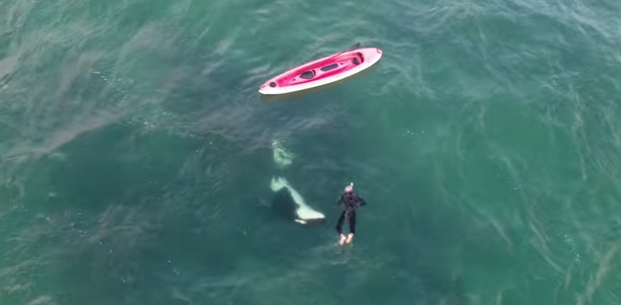 Orca találkozása kajakossal- elképesztő videó