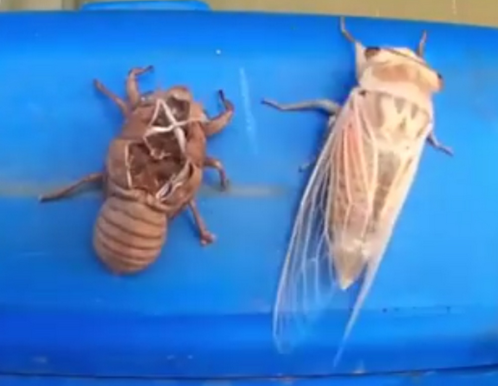 Így vedlenek a rákok és a skorpiók- videó